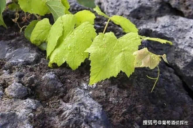 火山土壤的葡萄酒<strong></p>
<p>全球火币网官网</strong>，是种什么味道？盘点全球火山土壤产区