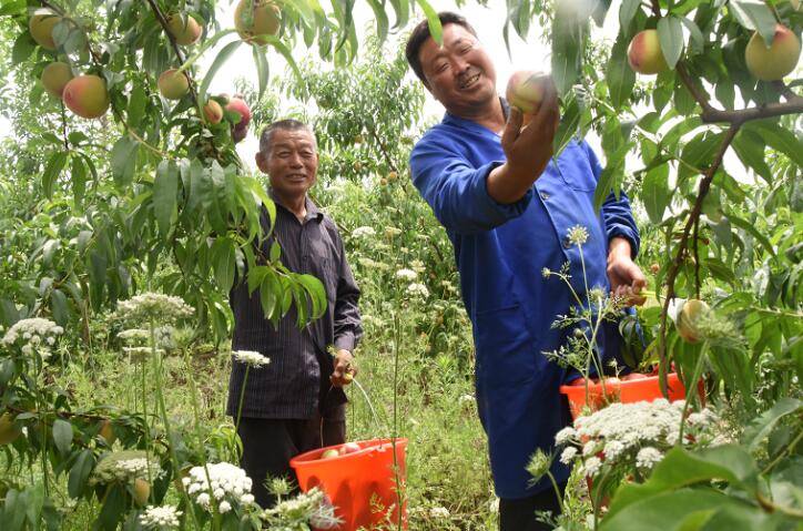 线下线上齐发力 肥东“响”桃更“响”