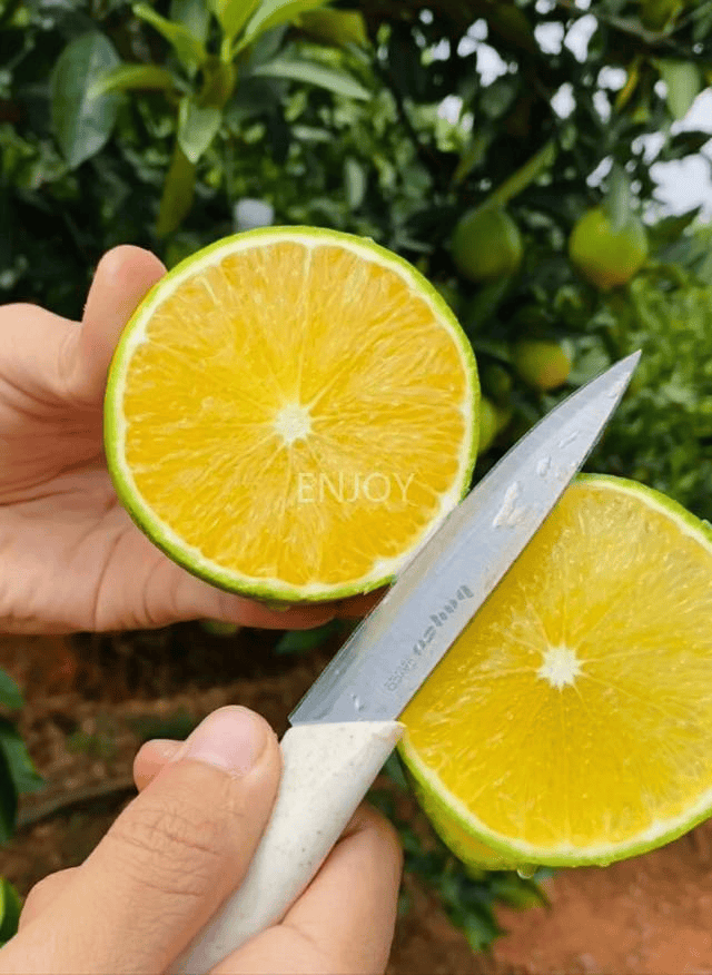 【云南哀牢山冰糖橙】19.9元起享！吃着似冰糖甜<strong></p>
<p>橙甜理财</strong>，细腻化渣，清甜可口，皮薄肉厚，给你秋天第一口鲜甜～