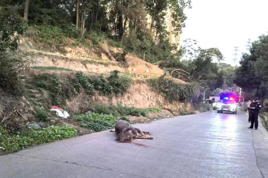 郴州800斤疯牛跑出后顶着屠宰工人一路上山又撞下山<strong></p>
<p>最近理财</strong>，已被击毙