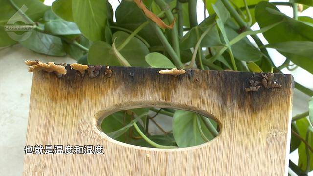 “可以蒸蛋”！昆明一女子家中搓衣板上长菌<strong></p>
<p>君融理财</strong>，品种竟是……