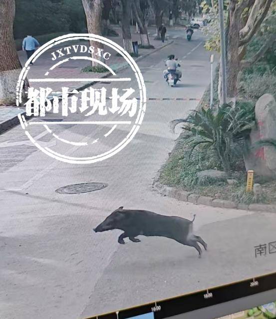 江西一高校惊现野猪<strong></p>
<p>靠谱的理财app</strong>，最后在食堂被成功抓获