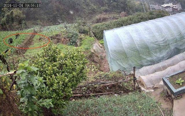 六问“老人在家被野猪咬死”：捕猎队有无授权<strong></p>
<p>理财利率怎么算</strong>，要担责吗，是否赔偿？