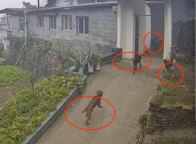 六问“老人在家被野猪咬死”：捕猎队有无授权<strong></p>
<p>理财利率怎么算</strong>，要担责吗，是否赔偿？