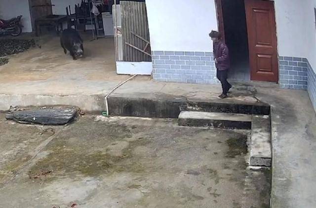 六问“老人在家被野猪咬死”：捕猎队有无授权<strong></p>
<p>理财利率怎么算</strong>，要担责吗，是否赔偿？