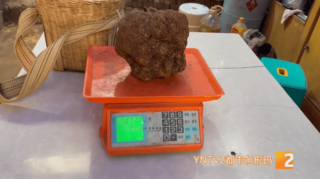 昆明一村民挖到1.7公斤超大松露<strong></p>
<p>银行投资理财</strong>！“看都看不够”