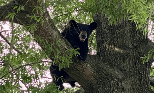 美国男子猎杀树上的熊<strong></p>
<p>理财 翻译</strong>，熊掉下来砸死另一人
