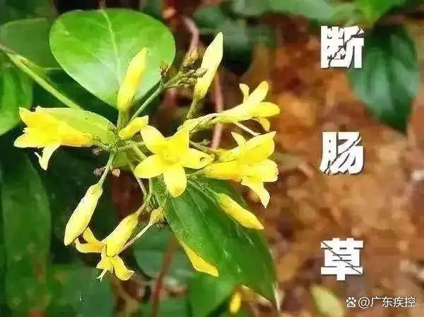 广东一老人买药材煲汤中毒身亡 当地：店铺误售断肠草<strong></p>
<p>最近的理财</strong>，老板被拘留