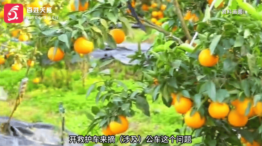 救护车被曝开到地里装柑橘<strong></p>
<p>个人理财方案</strong>？当地卫健局回应