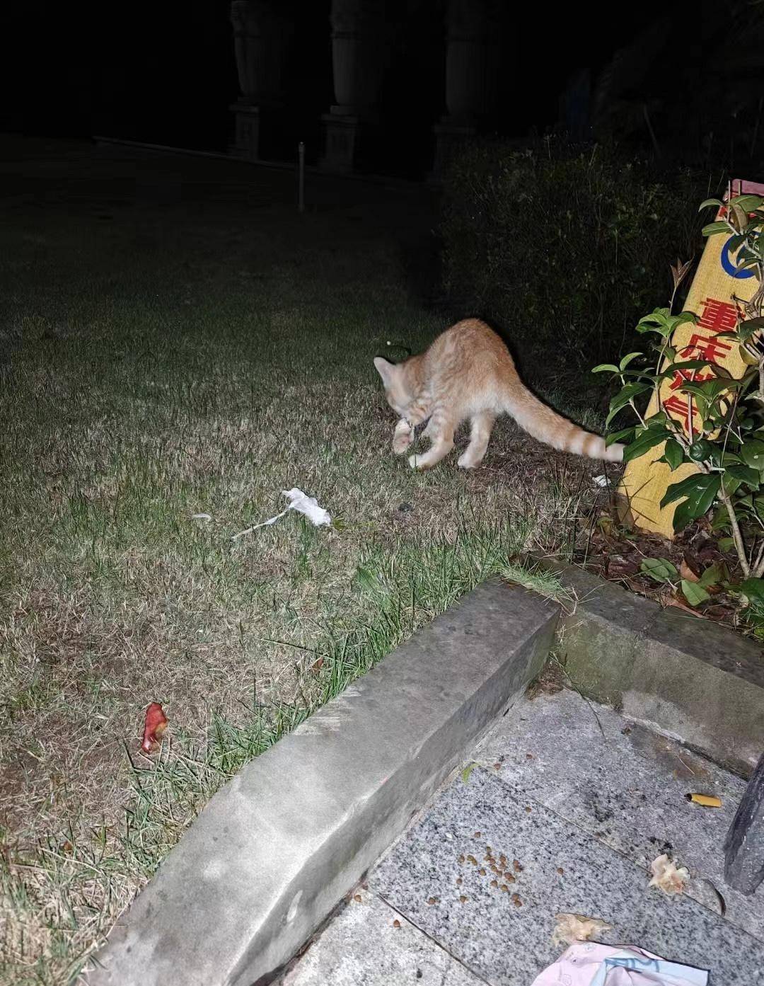 重庆一小区物业大规模投毒捕杀流浪猫？物业回应：通知表述欠缺考虑<strong></p>
<p>个人理财方案</strong>，已撤回