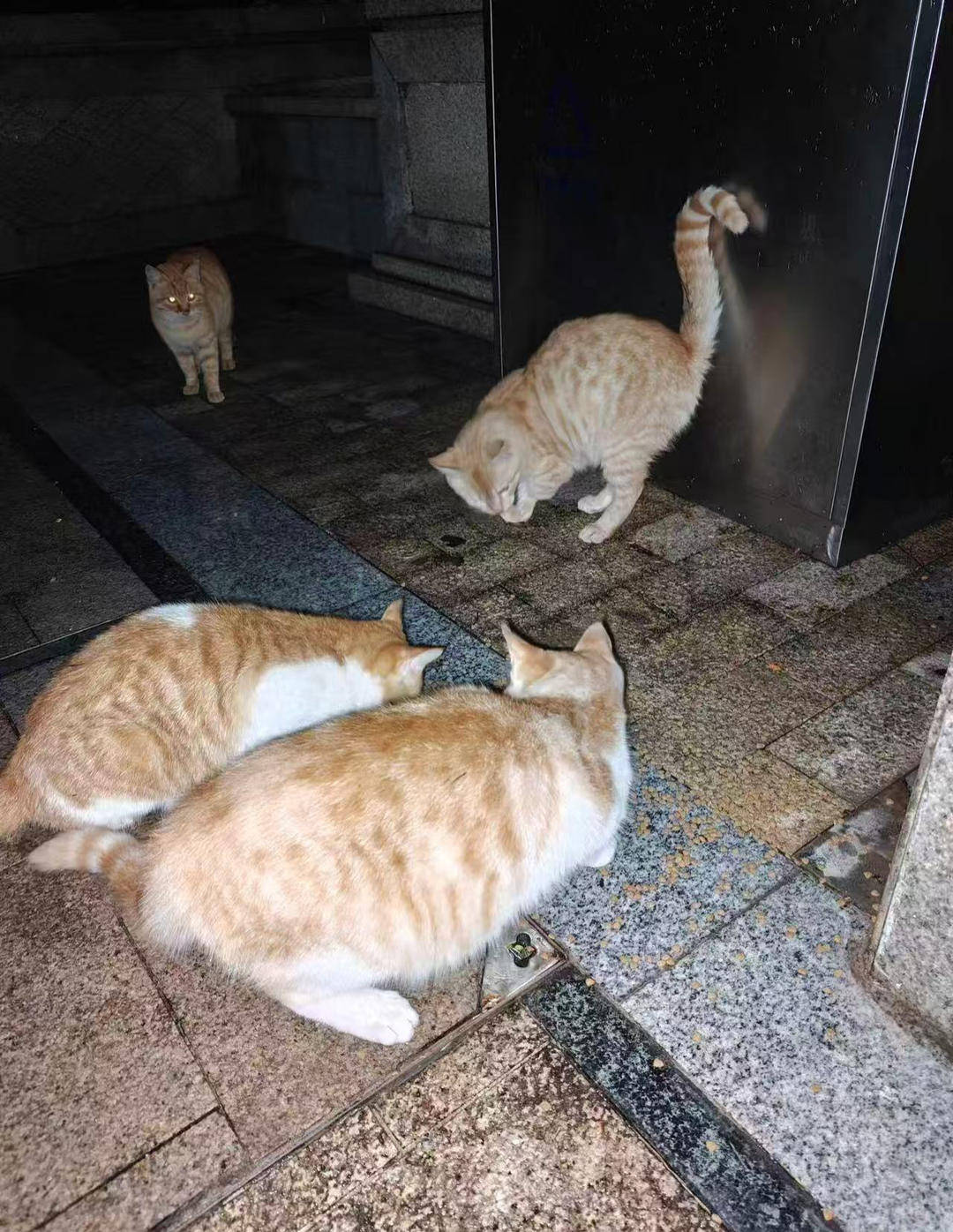 重庆一小区物业大规模投毒捕杀流浪猫？物业回应：通知表述欠缺考虑<strong></p>
<p>个人理财方案</strong>，已撤回