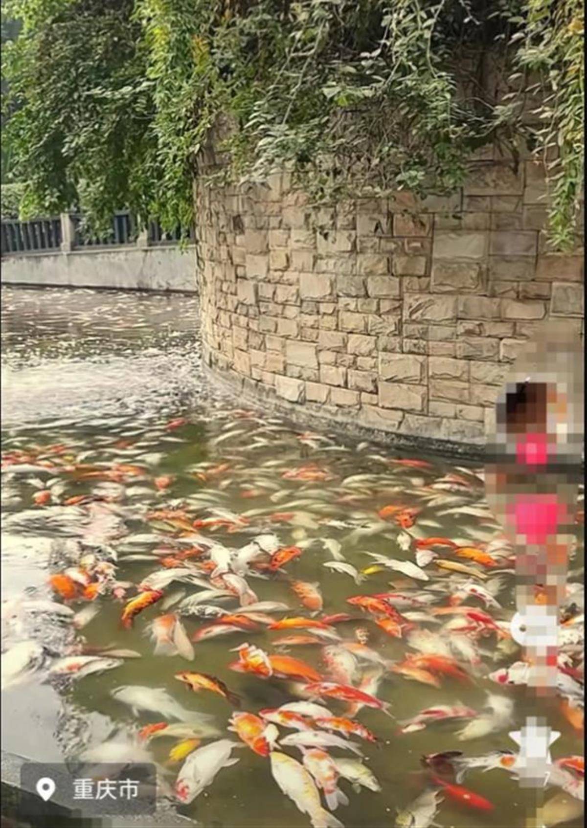 重庆观音桥步行街观赏鱼突然大量死亡<strong></p>
<p>理财最高</strong>，警方介入绝非小题大做