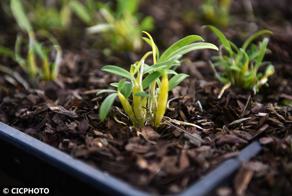 中药材助农多元增收