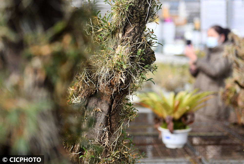 中药材助农多元增收