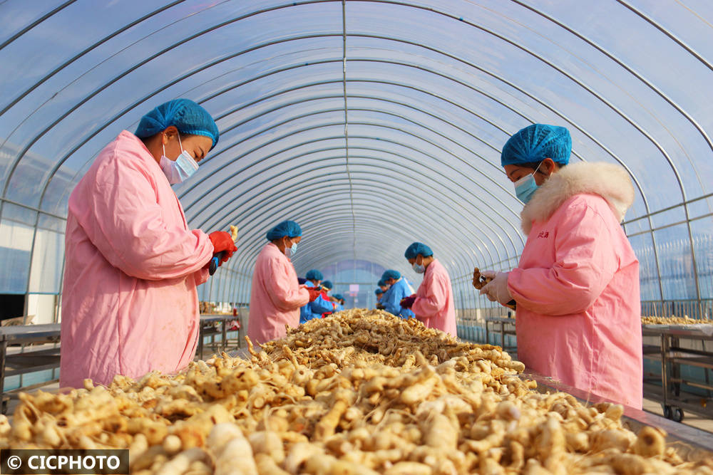 中药材助农多元增收