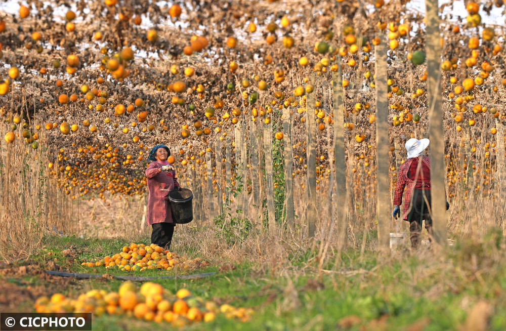 中药材助农多元增收