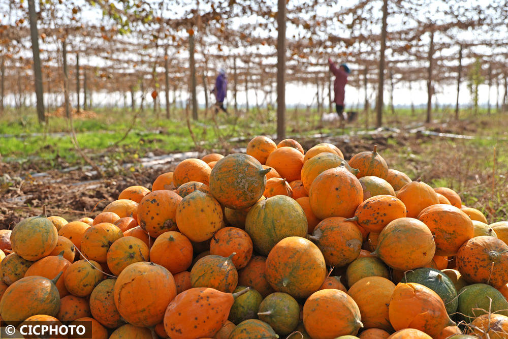 中药材助农多元增收