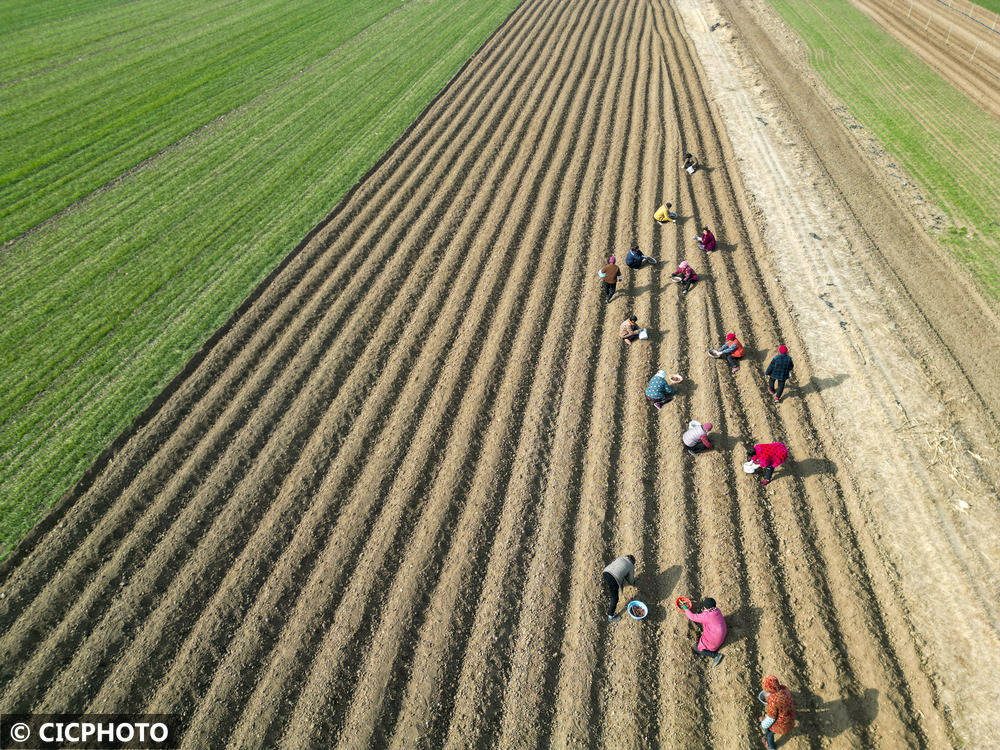中药材助农多元增收