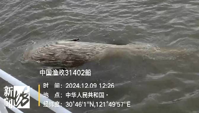 发现大型“不明生物”<strong></p>
<p>理财的游戏</strong>，长6米，重3吨！上海相关部门紧急处置，或将公开展出