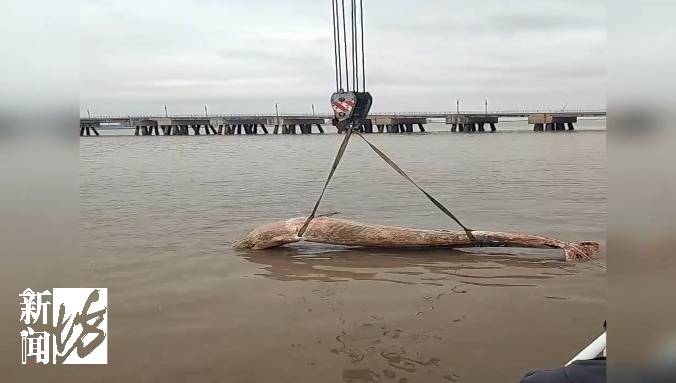发现大型“不明生物”<strong></p>
<p>理财的游戏</strong>，长6米，重3吨！上海相关部门紧急处置，或将公开展出