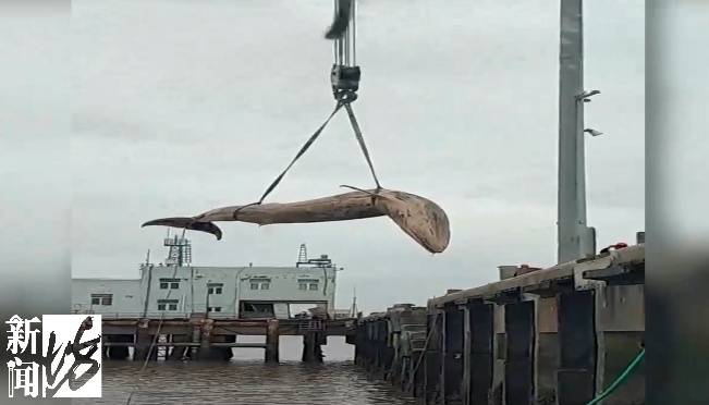 发现大型“不明生物”<strong></p>
<p>理财的游戏</strong>，长6米，重3吨！上海相关部门紧急处置，或将公开展出