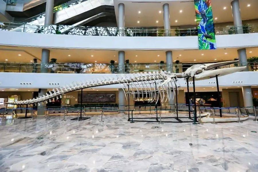 发现大型“不明生物”<strong></p>
<p>理财的游戏</strong>，长6米，重3吨！上海相关部门紧急处置，或将公开展出