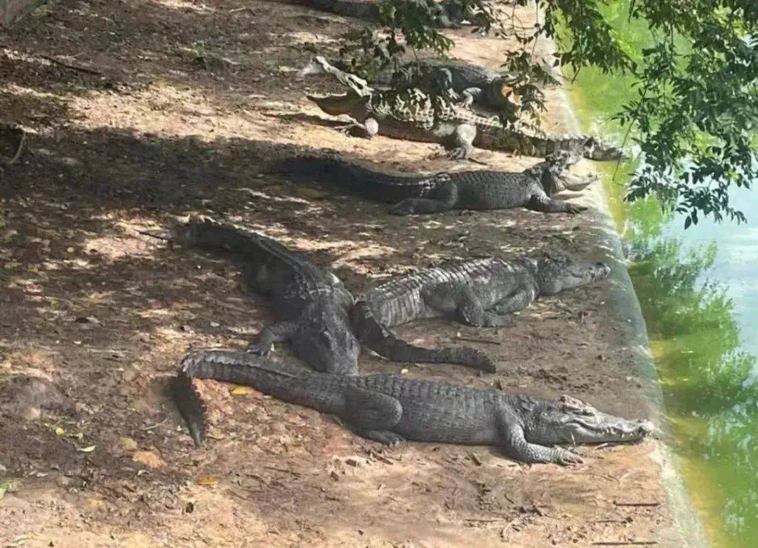 深圳一法院400万元起拍100吨活鳄鱼<strong></p>
<p>公司理财第九版</strong>，需“上门提货”，变卖源自一起刑事案件