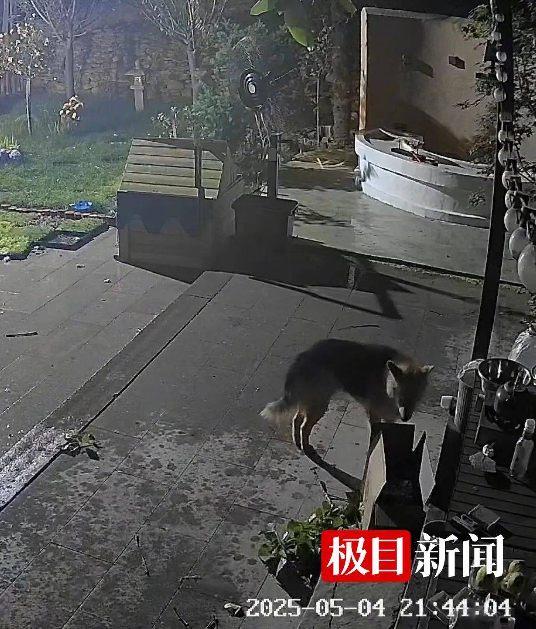 西安一农家院疑似有狼溜入<strong></p>
<p>阿里理财</strong>,当事人称事发当天在院子里处理羊肉,“可能狼就是闻到这个味道过来的”