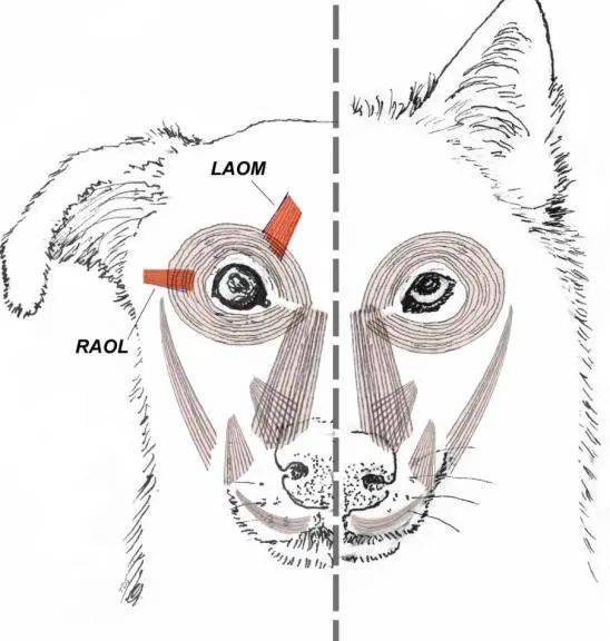 西安一农家院疑似有狼溜入<strong></p>
<p>阿里理财</strong>,当事人称事发当天在院子里处理羊肉,“可能狼就是闻到这个味道过来的”