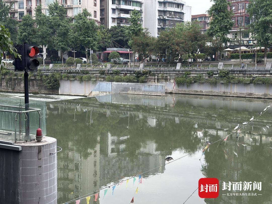 成都又见江上“神”鸟<strong></p>
<p>微银理财</strong>，洗完脚又排排站 网友：在等红绿灯吗？