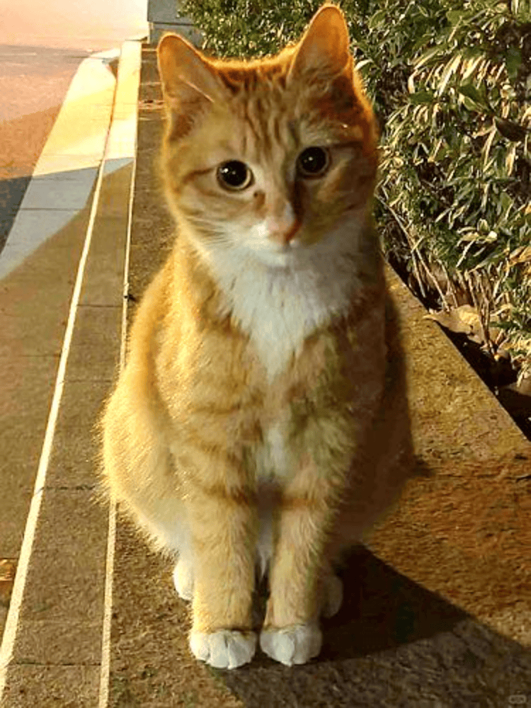 南京大学校庆日“校猫”被钢珠打碎头骨？校保卫处：看了一夜监控<strong></p>
<p>理财通收益率</strong>，暂未锁定嫌疑人