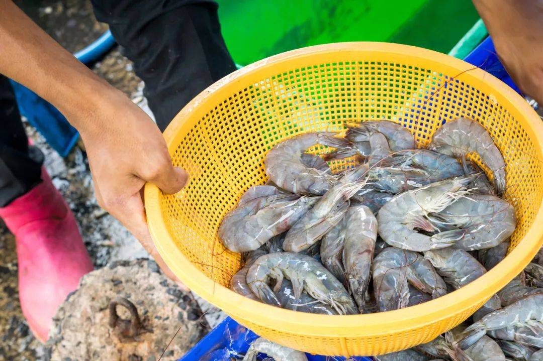 养殖虾都是吃抗生素、激素长大的<strong></p>
<p>理财通收益率</strong>，真的不建议吃？