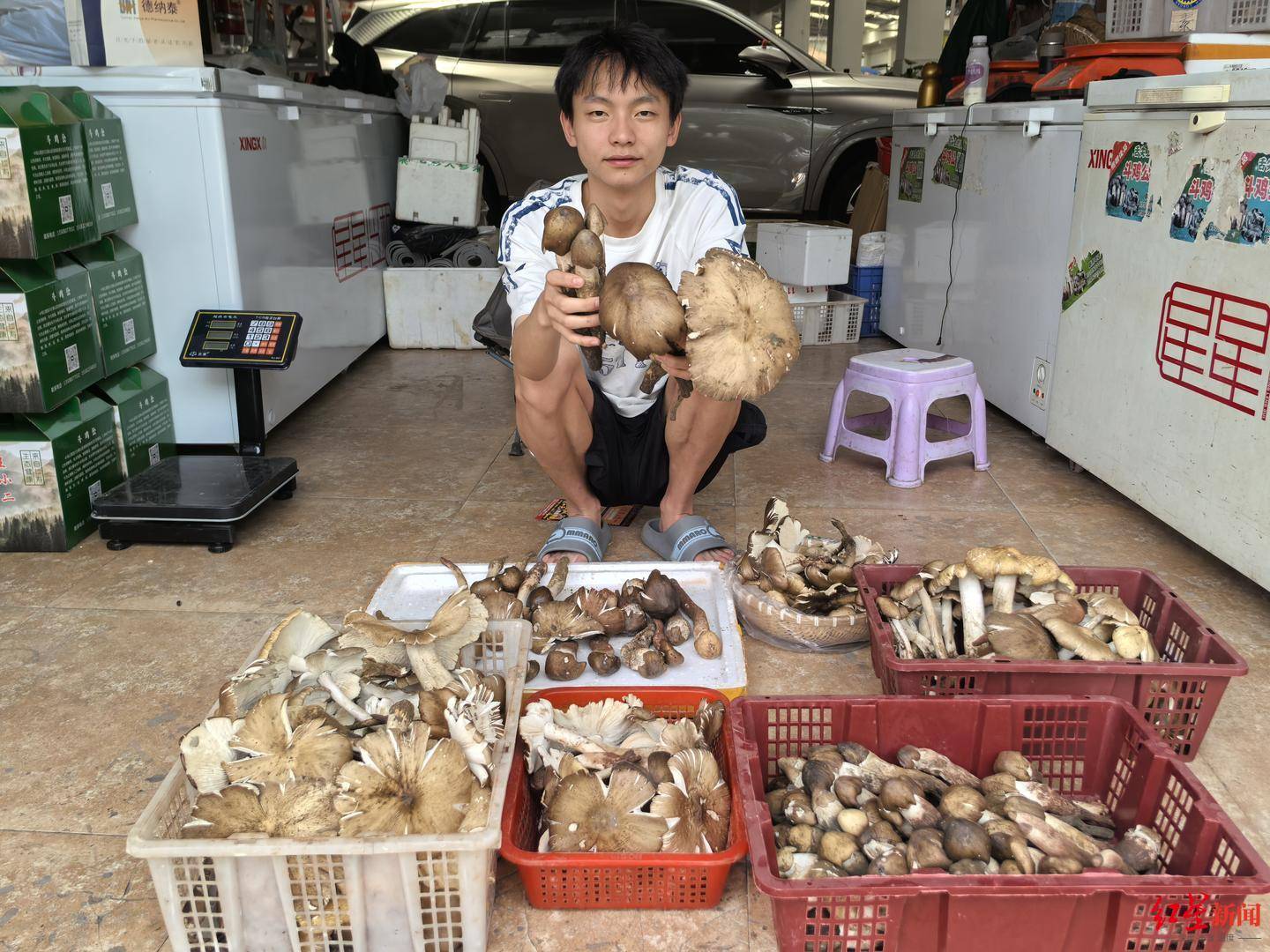 “天价”鸡枞调查：最贵卖到1800元/公斤！雨水少致产量低<strong></p>
<p>权益理财</strong>，多地价高客少
