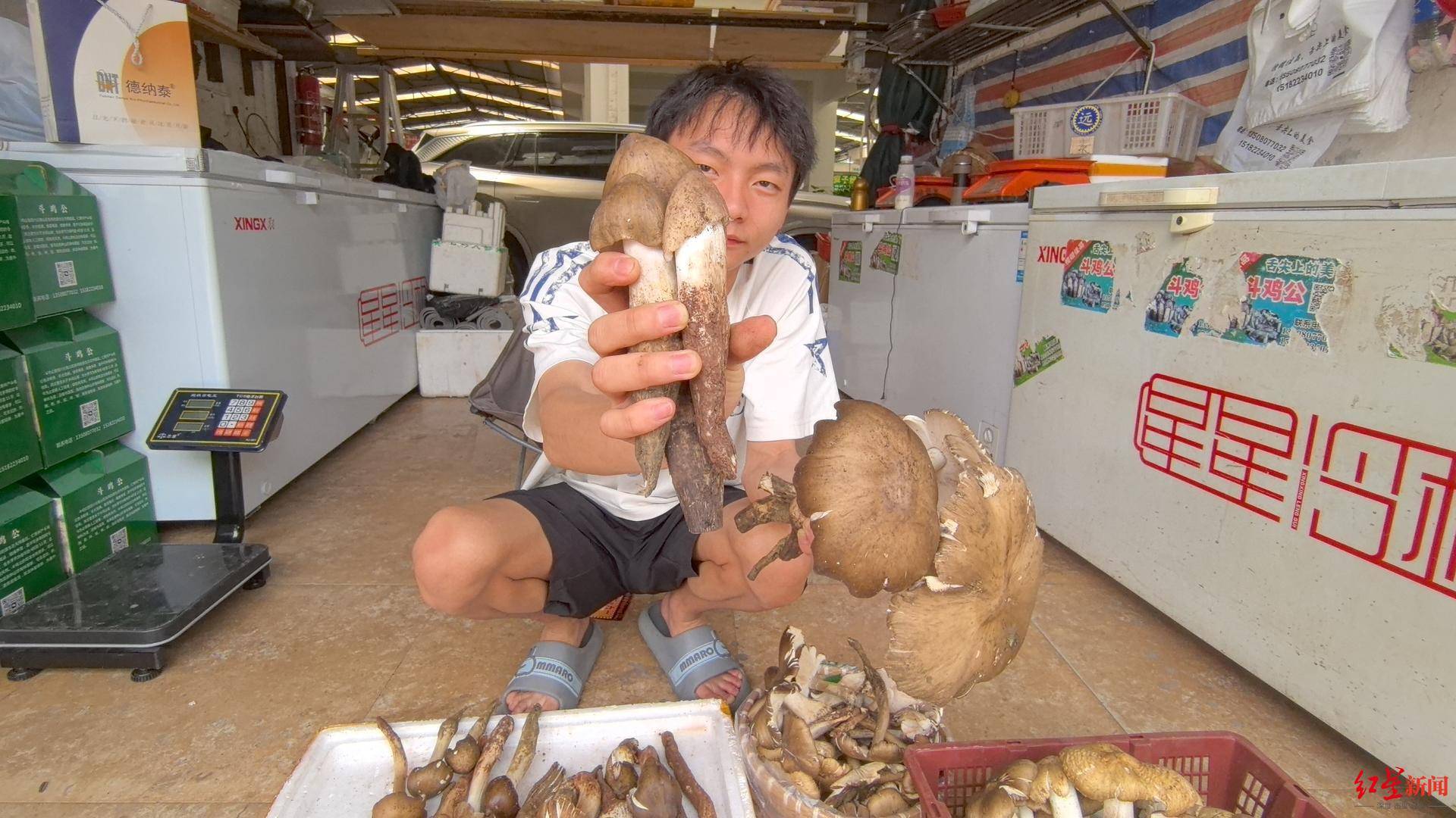 “天价”鸡枞调查：最贵卖到1800元/公斤！雨水少致产量低<strong></p>
<p>权益理财</strong>，多地价高客少
