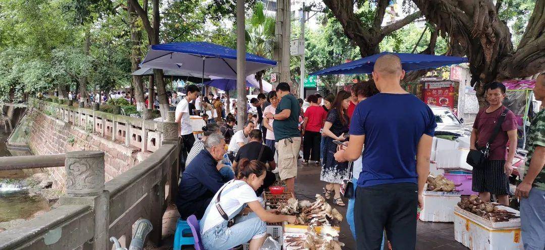 “天价”鸡枞调查：最贵卖到1800元/公斤！雨水少致产量低<strong></p>
<p>权益理财</strong>，多地价高客少