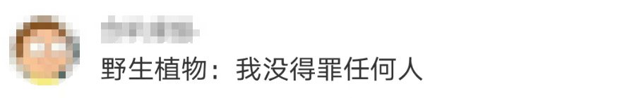大片连根铲除！深圳一公园“火速响应”引质疑<strong></p>
<p>体验金理财</strong>，网友为它喊冤