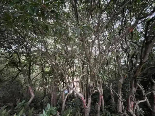 大片连根铲除！深圳一公园“火速响应”引质疑<strong></p>
<p>体验金理财</strong>，网友为它喊冤