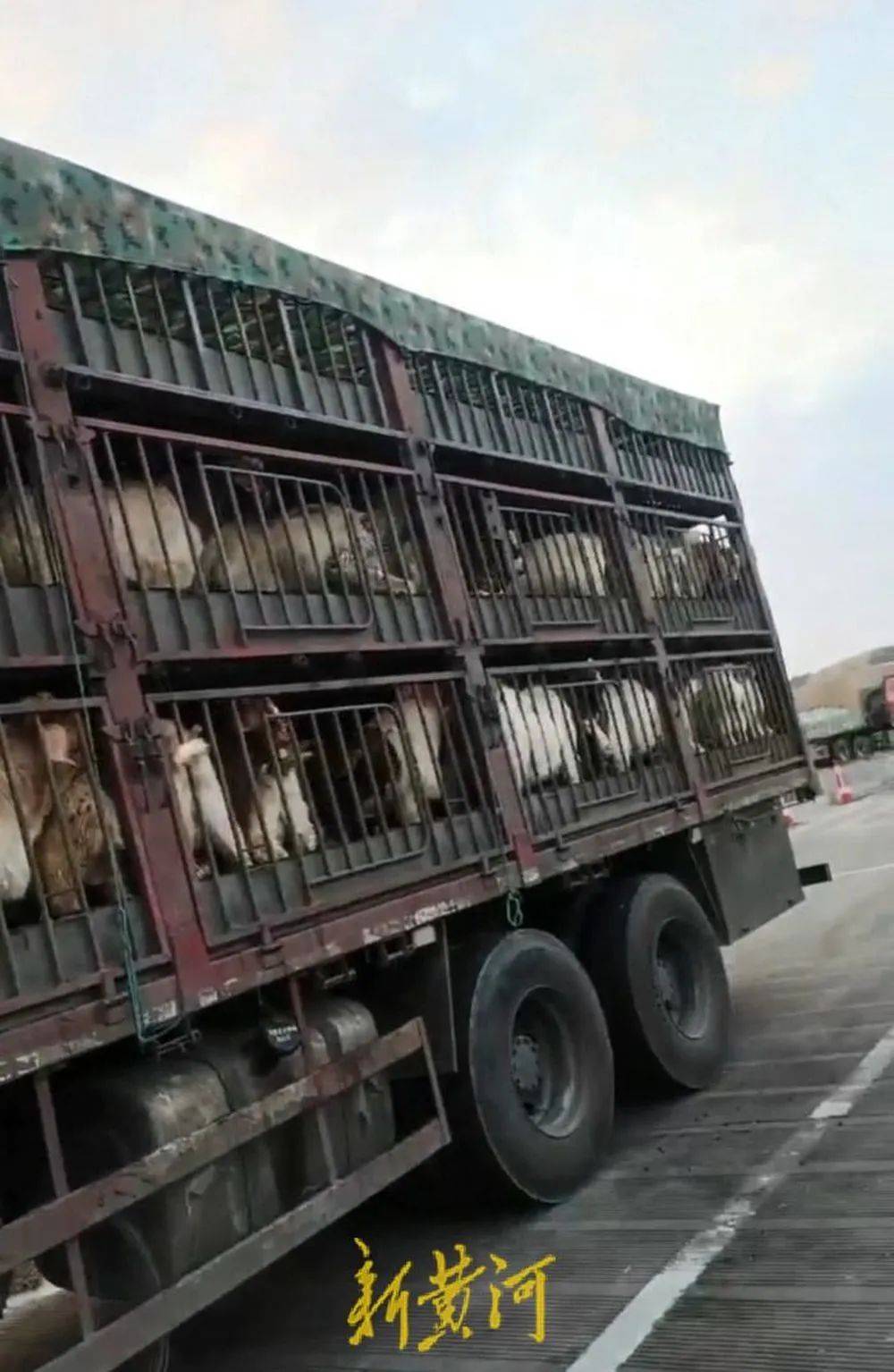 江苏养殖户称543只羊运到贵州遭羊贩盗卖<strong></p>
<p>理财金</strong>，当地警方立案又撤案，镇政府：双方合作养羊，账目存在分歧引发纠纷