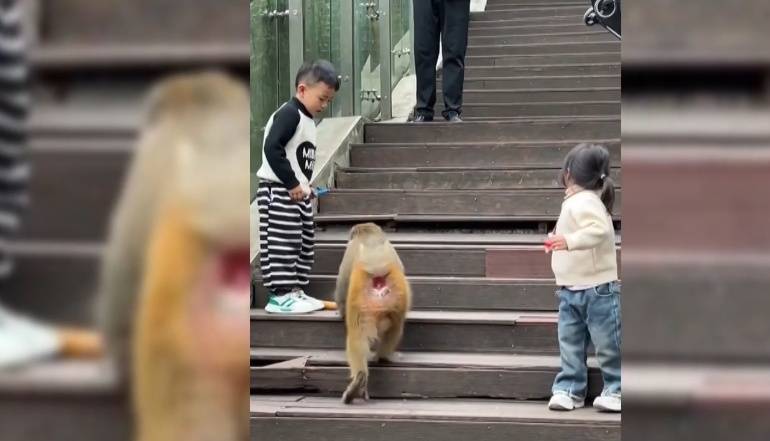 给黔灵山猕猴喂白酒、槟榔、棉花糖<strong></p>
<p>保本理财收益</strong>，整各种“花活”！这种“宠爱”引人反思