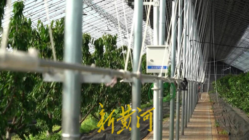 潍坊临朐：30.77 亿元<strong></p>
<p>优储理财</strong>！“红玛瑙”大樱桃何以成乡村振兴“甜蜜引擎”