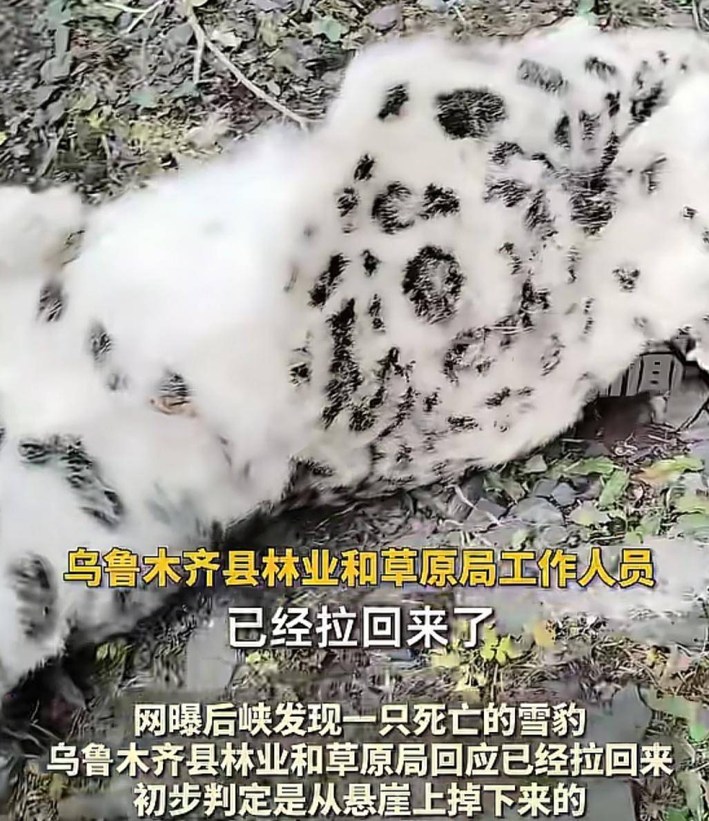 官方回应“乌鲁木齐天山后峡发现一只雪豹”:确认发现雪豹尸体<strong></p>
<p>p2p理财好</strong>,已处理完毕
