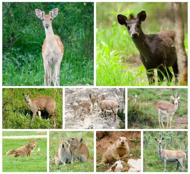 “感谢大家支持我大闹天宫……”蔡国强烟花秀现场感言视频披露<strong></p>
<p>p2p理财好</strong>,又遭质疑!