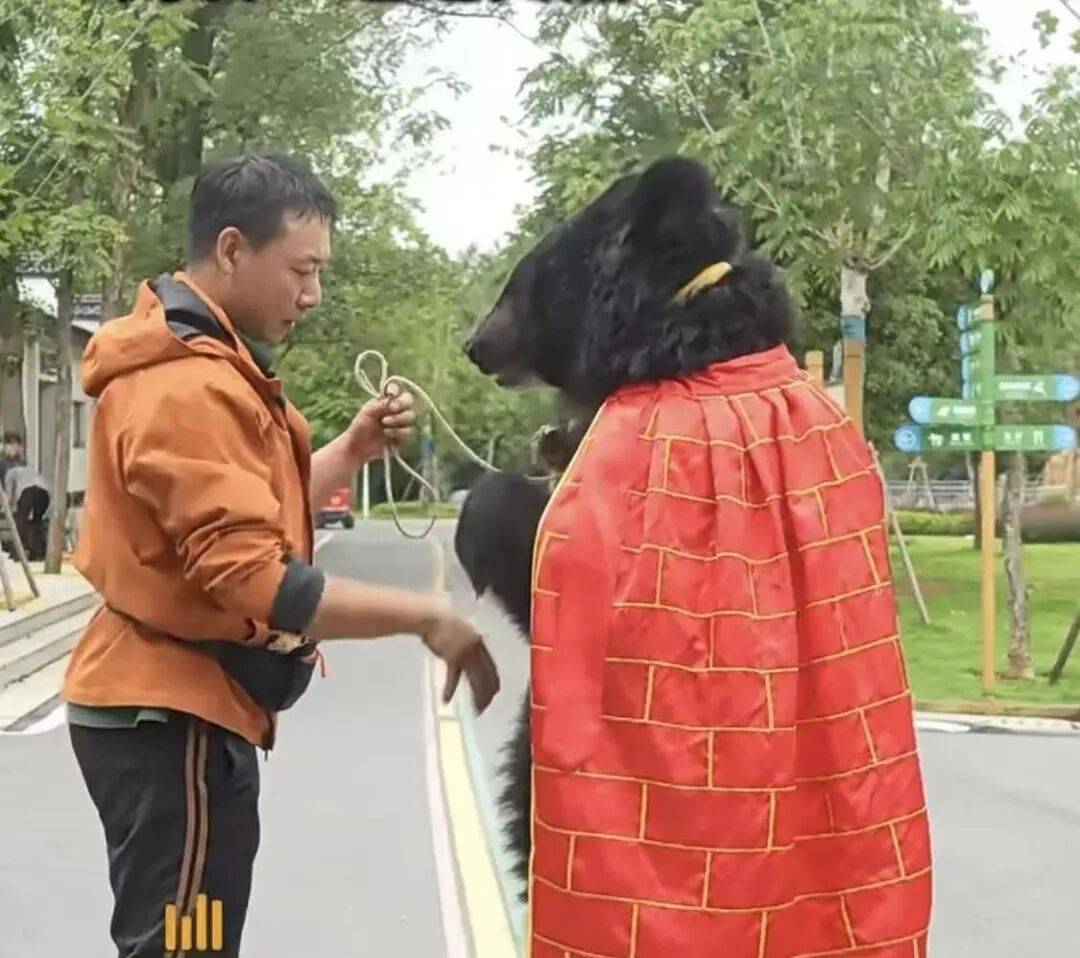 安徽一动物园黑熊披袈裟站立引游客质疑<strong></p>
<p>菠菜理财</strong>，工作人员：是真熊，人工饲养易出现仿人行为