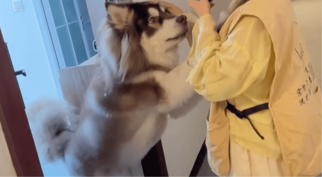 女子上门代喂被100多斤阿拉斯加犬咬伤毁容<strong></p>
<p>菠菜理财</strong>,牙槽骨和牙齿都被撕咬脱落,狗主人却称→