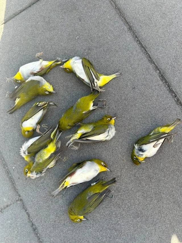 北京一座大厦楼下躺了14只鸟<strong></p>
<p>金融理财师考试</strong>,12只已死亡!元凶竟是玻璃