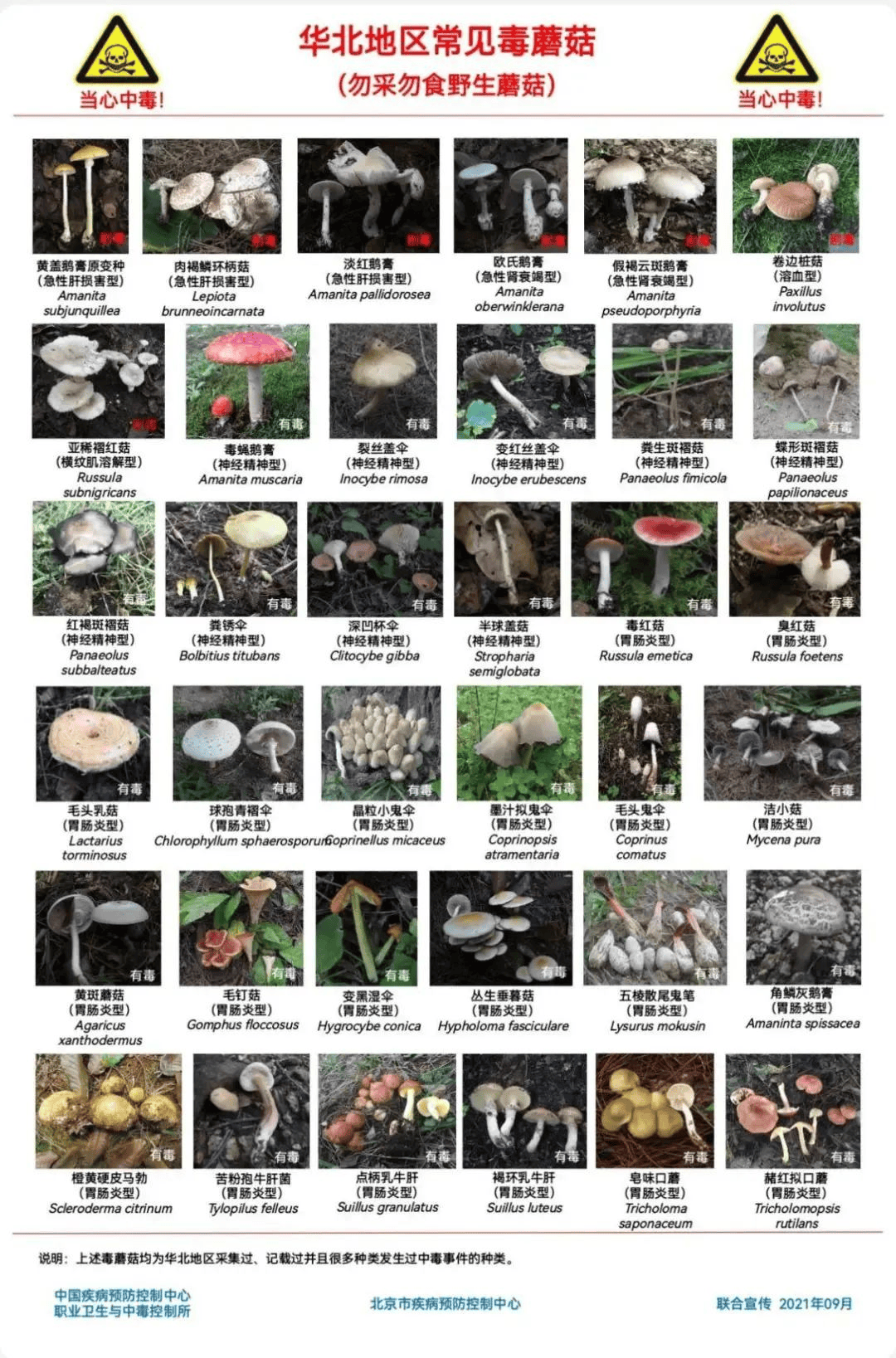 网红发文悼念婆婆:吃了邻居送的蘑菇中毒<strong></p>
<p>金融理财师考试</strong>,抢救四天四夜死亡!这些蘑菇避毒原则可能是陷阱→