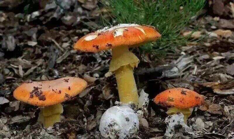 网红发文悼念婆婆:吃了邻居送的蘑菇中毒<strong></p>
<p>金融理财师考试</strong>,抢救四天四夜死亡!这些蘑菇避毒原则可能是陷阱→