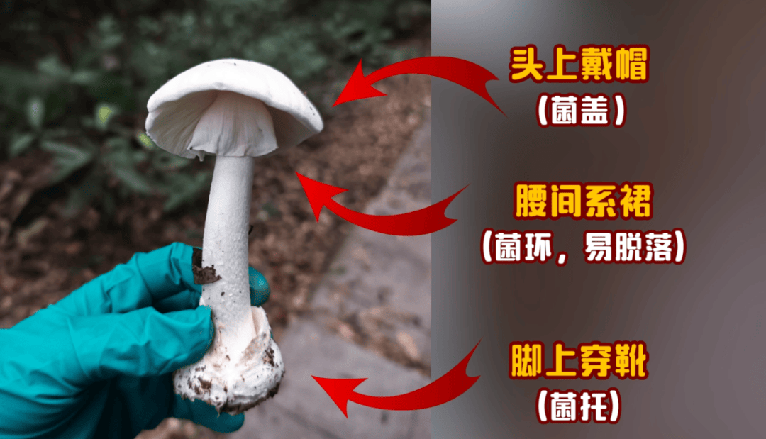 网红发文悼念婆婆:吃了邻居送的蘑菇中毒<strong></p>
<p>金融理财师考试</strong>,抢救四天四夜死亡!这些蘑菇避毒原则可能是陷阱→