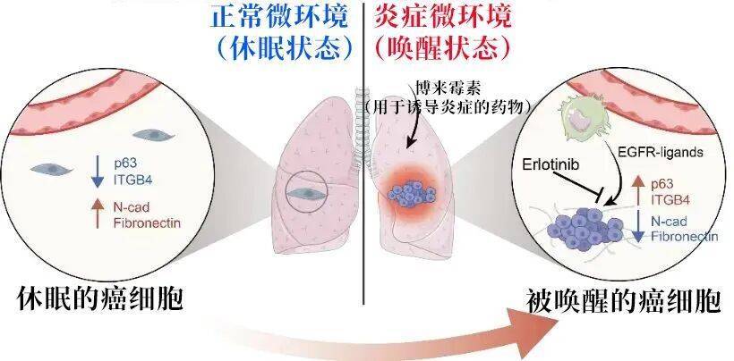 长期炎症会“唤醒”癌细胞<strong></p>
<p>理财风险</strong>!这份抗炎指南每个人都该看看