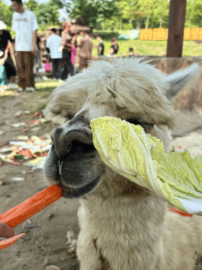 网友称南通一动物园羊驼被投喂吃撑倒地翻白眼<strong></p>
<p>风险低的理财</strong>,园方回应:确实是吃饱了,“不会撑死,旁边有饲养员在观察”